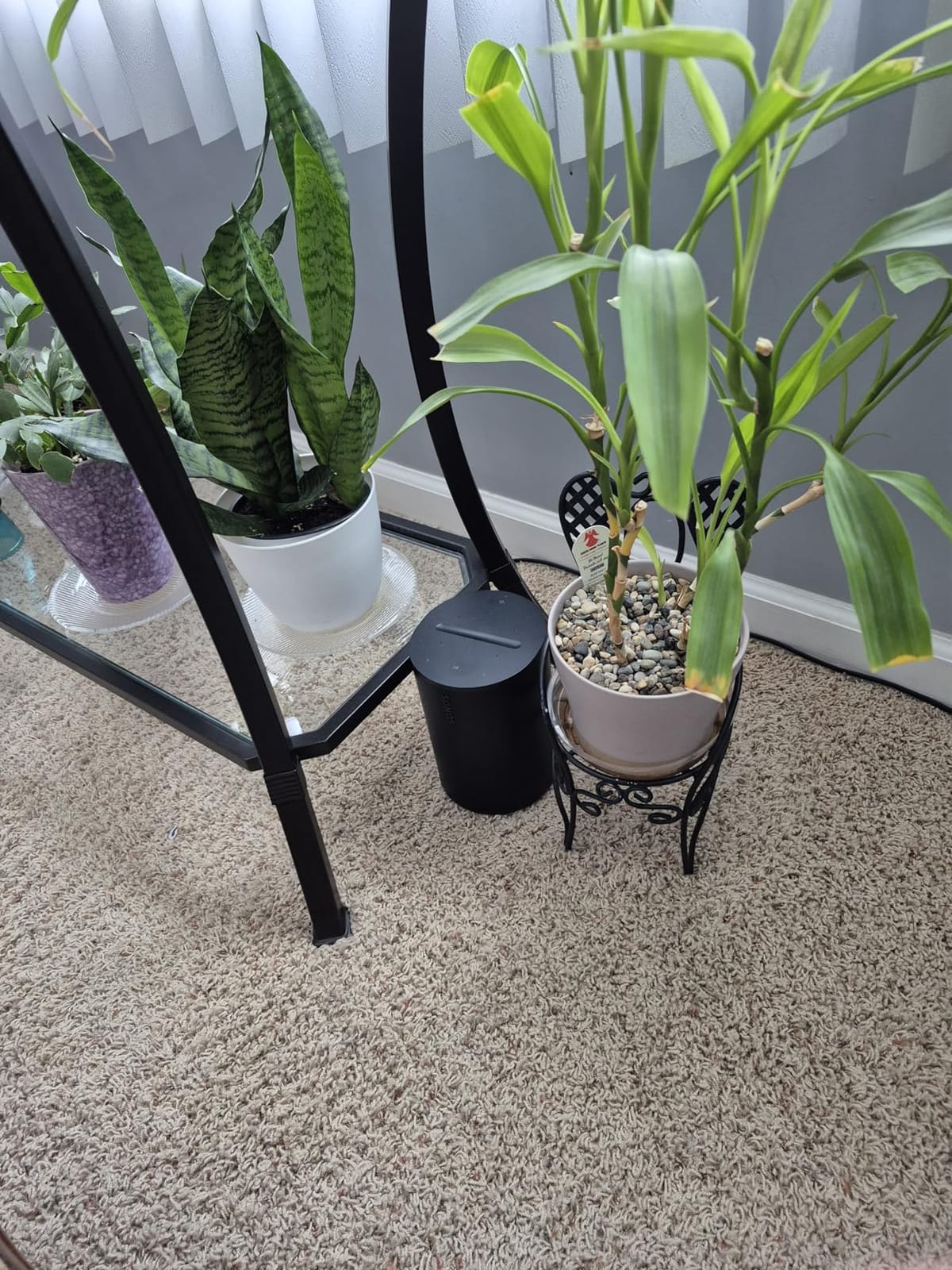 Sonos Era 100 - Black - Wireless, Alexa Enabled Smart Speaker | WiFi | Bluetooth | Pair for Stereo or Surround | 47% faster processor | Next-gen dual-tweeter acoustic architecture customer photo 1