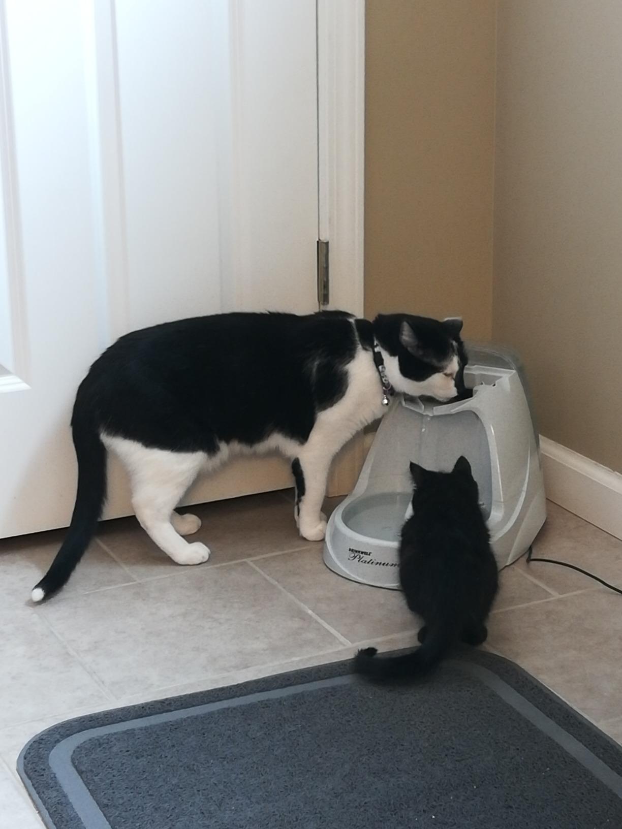 PetSafe Drinkwell Platinum Cat Water Fountain, 168 oz/5L, Grey | Free-Falling Stream Encourages Drinking, Dishwasher Safe, Large Capacity, Includes Replaceable Carbon Filter customer photo 1