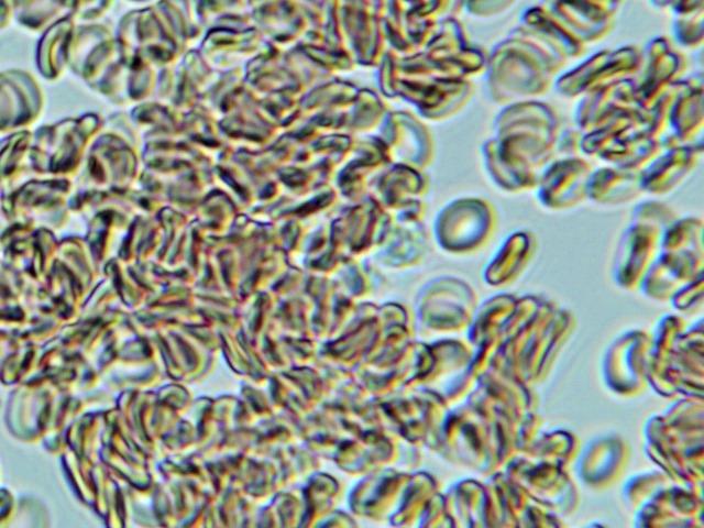 AmScope Rotating Monocular Compound Microscope, 40X-1000X Magnification customer photo 2