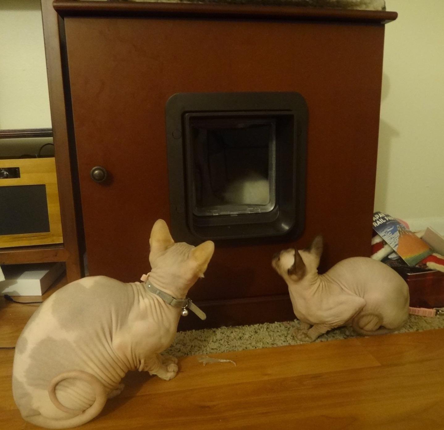 SureFlap Microchip Pet Door (Brown) customer photo 2