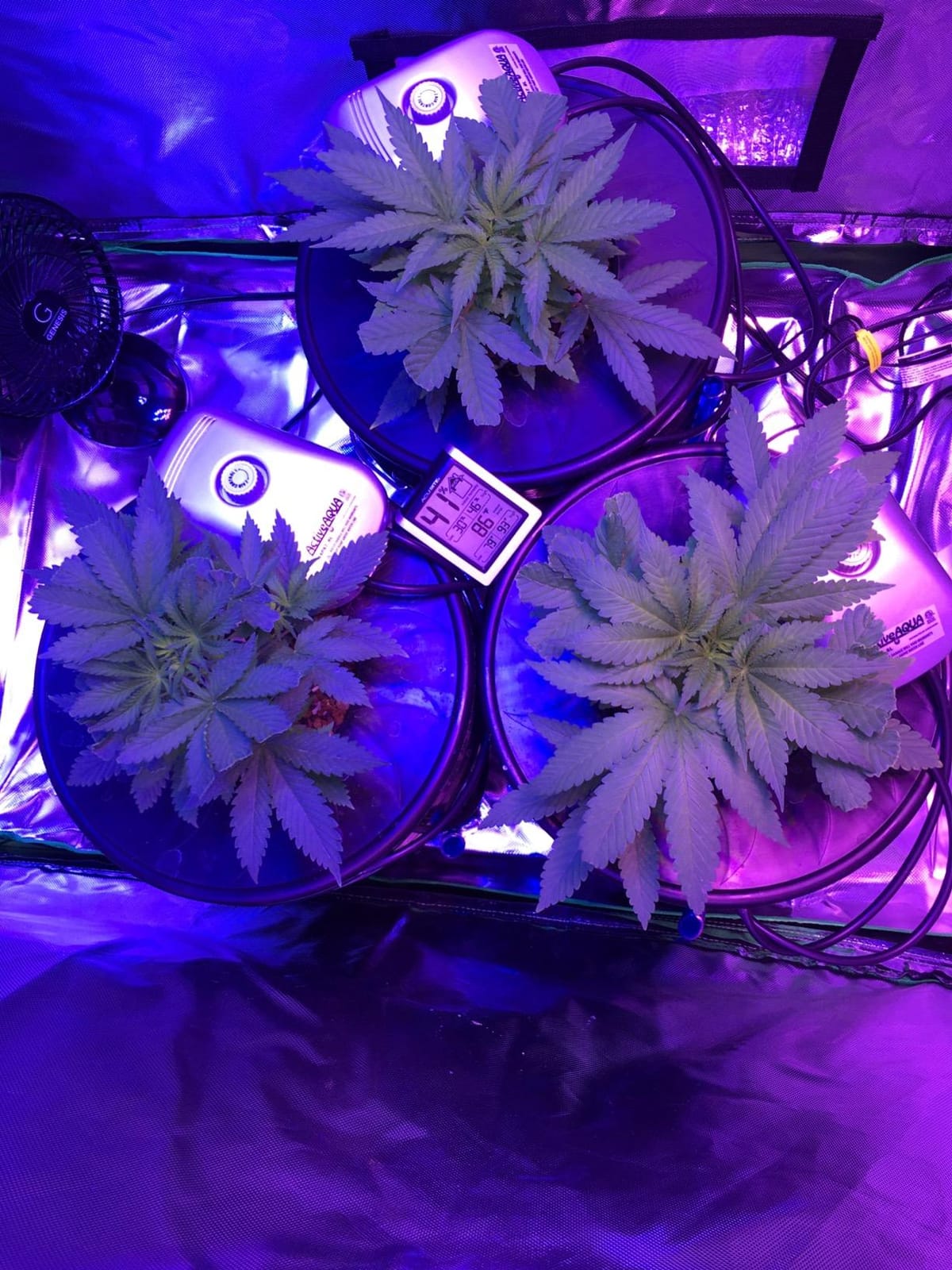 Deep Water Culture (DWC) Hydroponic Bucket Kit 5 Gallon, 6 inch customer photo 1