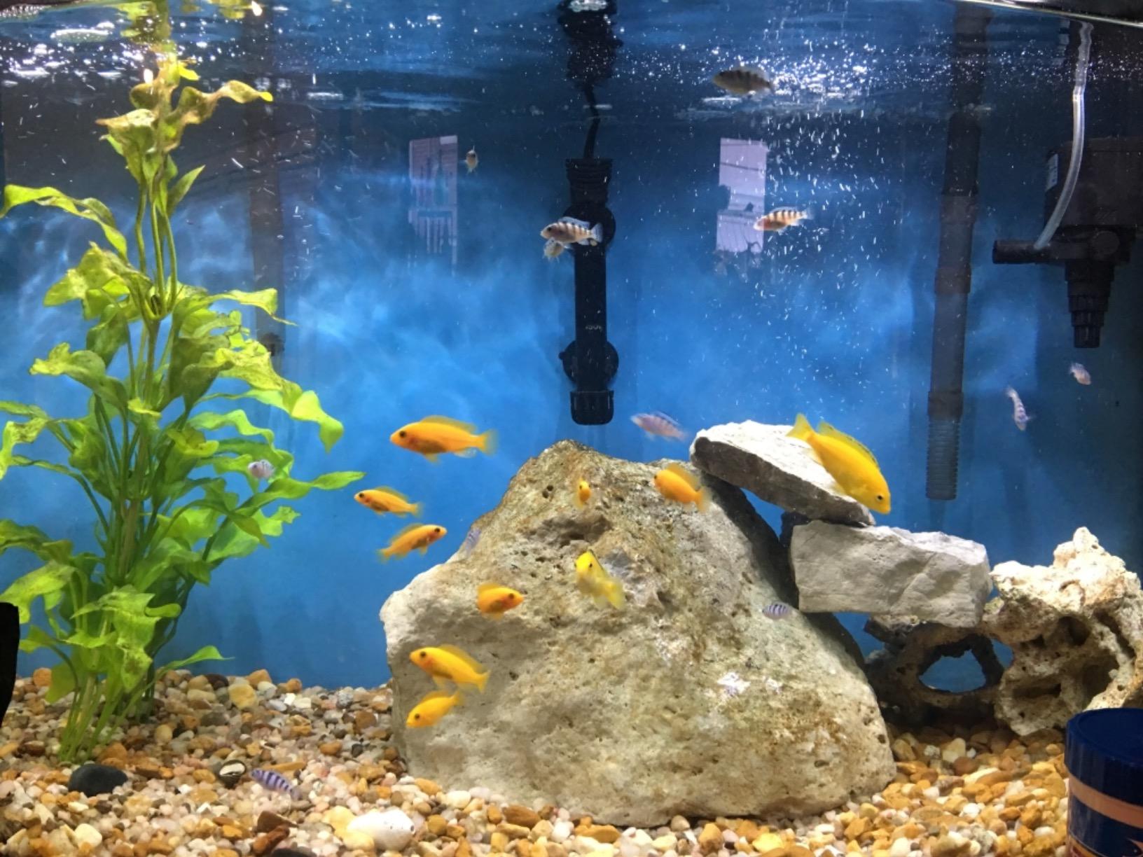 Super Sun Submersible Aquarium Power Head, 317 GPH customer photo 1