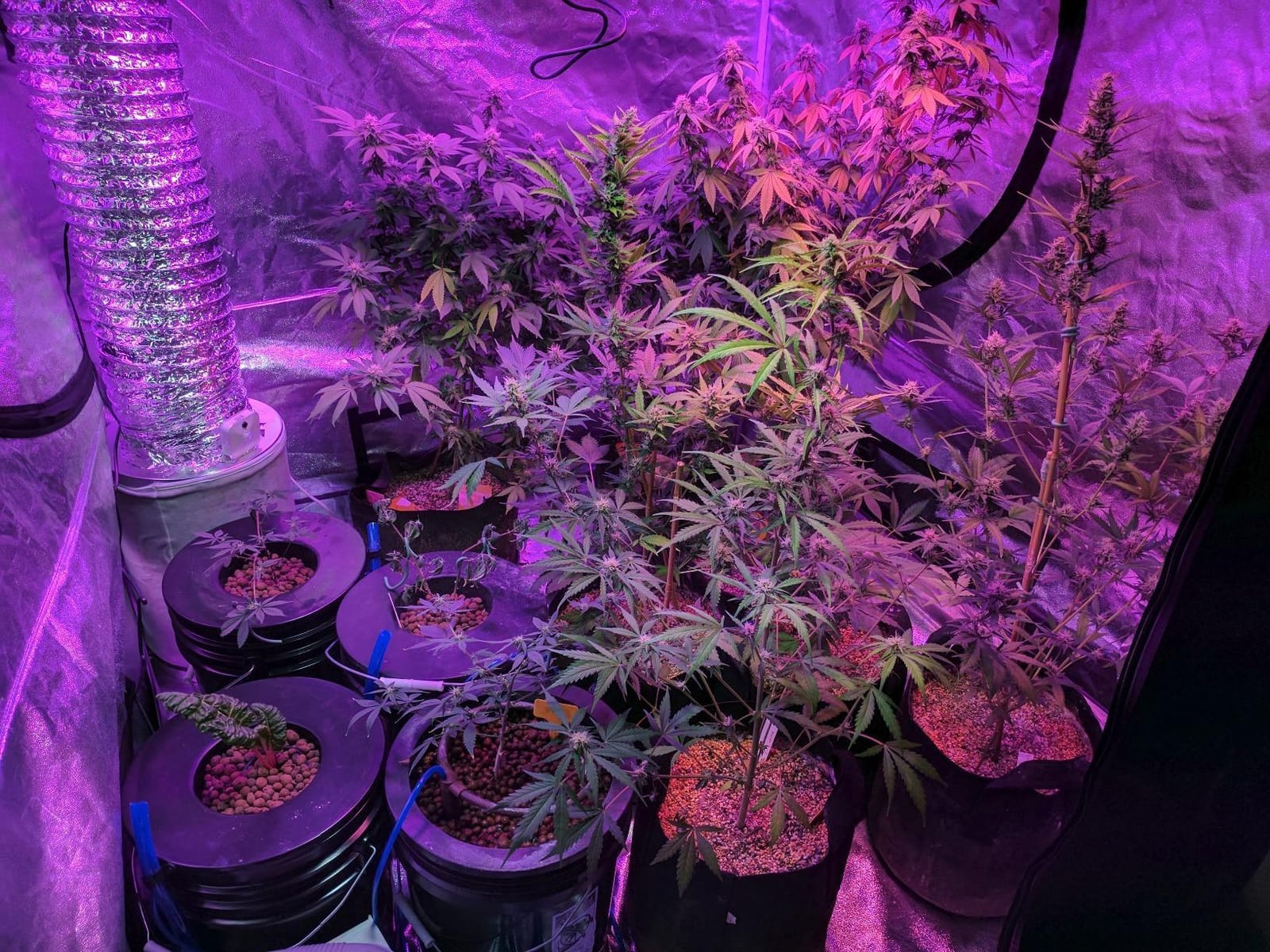 Deep Water Culture (DWC) Hydroponic Bubbler Bucket Kit by PowerGrow ® Systems (4) 5 Gallon - 6