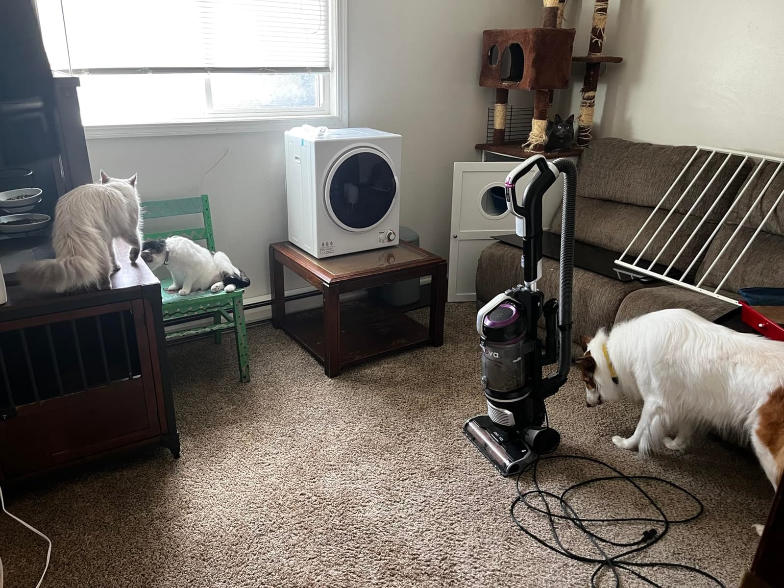 Panda Portable Clothes Dryer 1.5 Cu.Ft. Compact Dryer 850W 120V customer photo 1