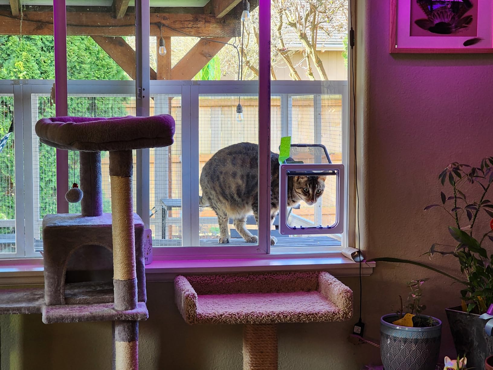 Custom Cat Door Window Insert - PVC Base | Insulated & Weather-Sealed | Tool-Free Install for Horizontal & Vertical Windows | Microchip Lock Options | Made in USA | Small Dogs & Pets customer photo 1