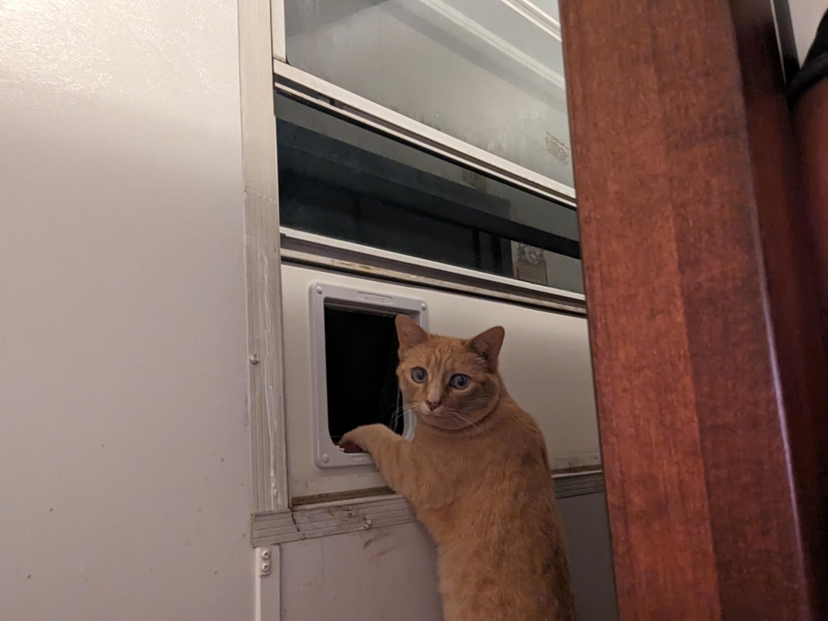 Custom Cat Door Window Insert - PVC Base | Insulated & Weather-Sealed | Tool-Free Install for Horizontal & Vertical Windows | Microchip Lock Options | Made in USA | Small Dogs & Pets customer photo 2