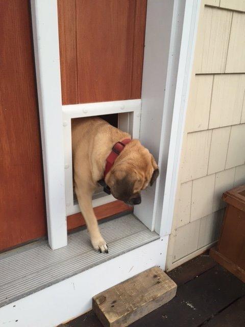 Power Pet Automatic Electronic Pet Door by High Tech Pet - Pet Operated Dog Door, High Security, Air Tight, for Medium Dogs up to 30 lbs. (8¼