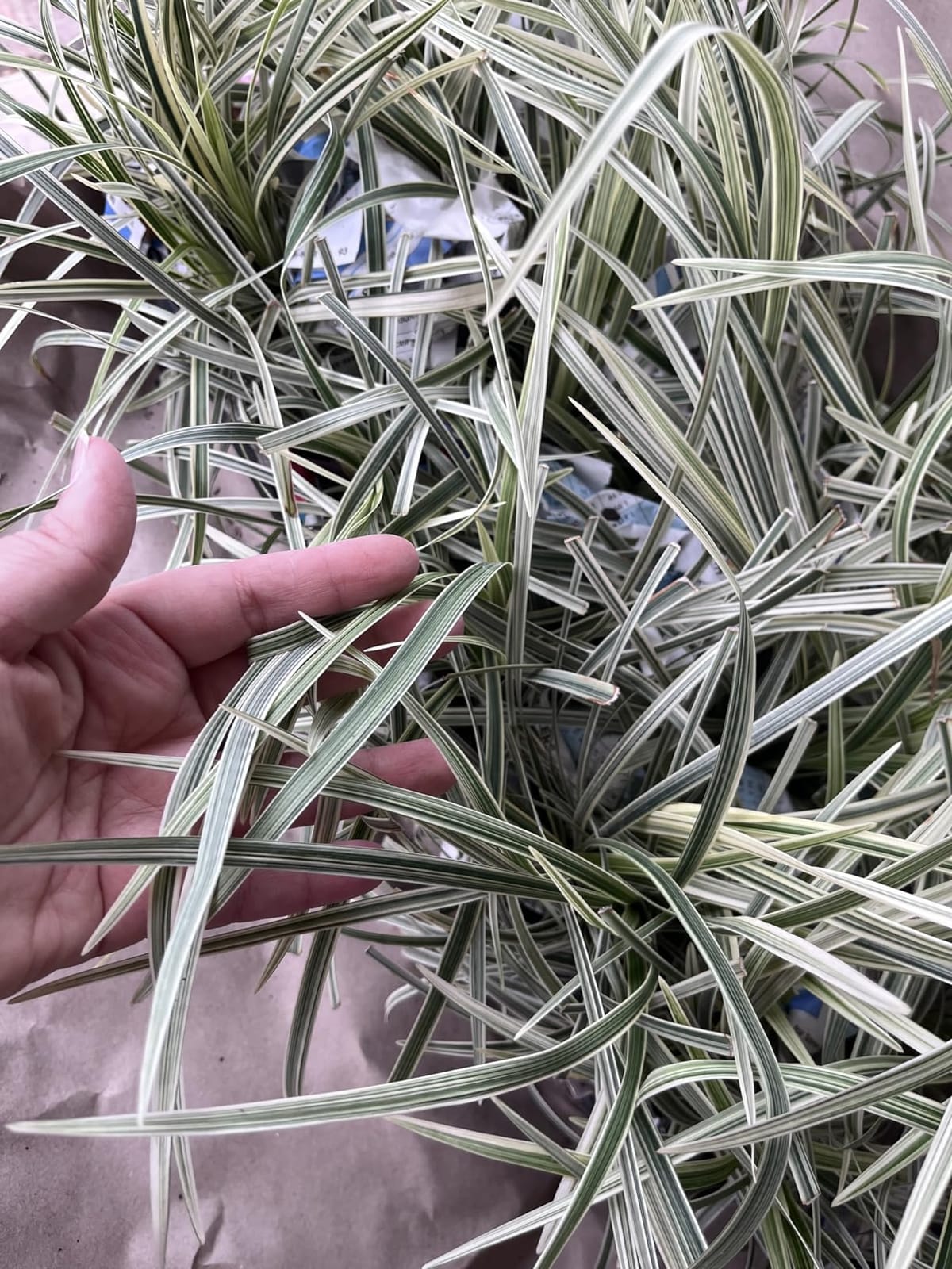 18 Pack - Liriope 'Variegated' Grass customer photo 1