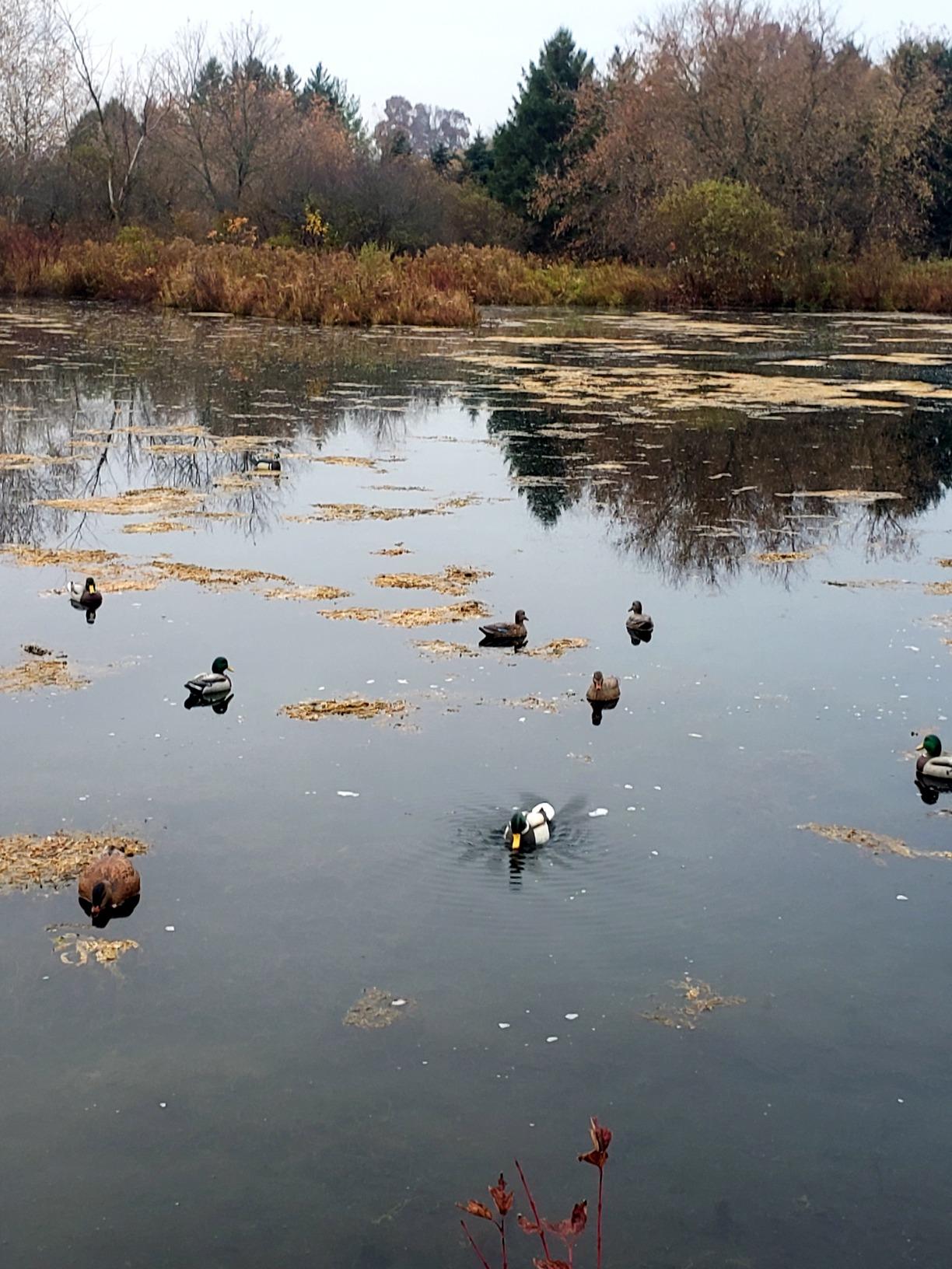 MOJO Outdoors - Premium Waterfowl and Duck Hunting Decoys customer photo 2