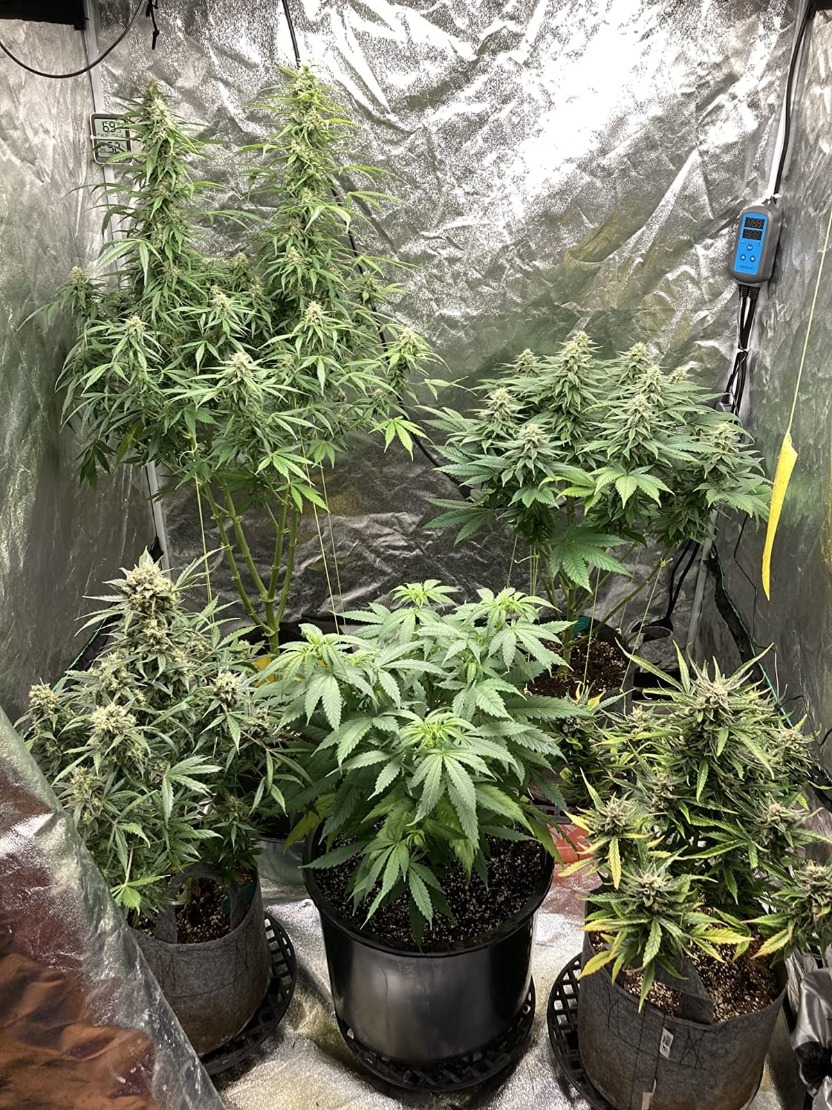 Inkbird Humidity Controller IHC200 Humidistat for Mushroom Greenhouse customer photo 1