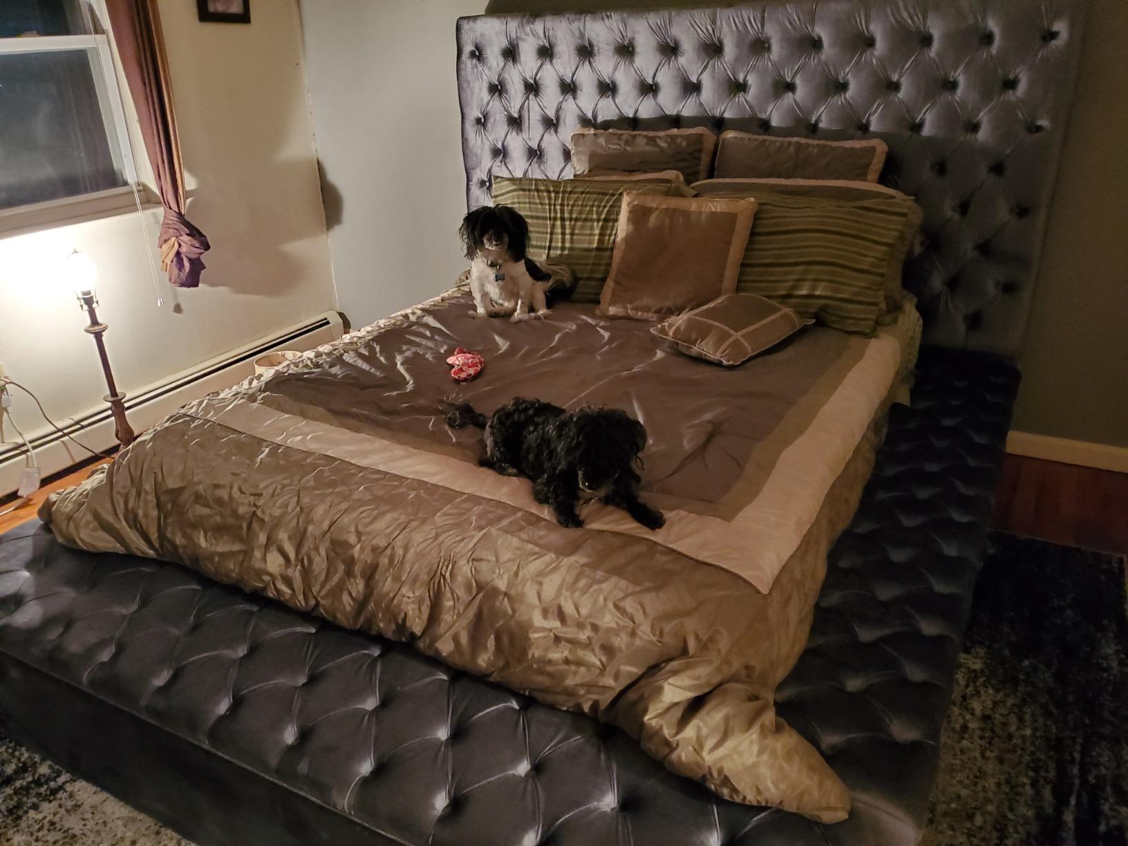 Meridian Furniture Bliss Collection Modern | Contemporary Velvet Upholstered Bed with Deep Button Tufting and Storage Compartments in Rails and Footboard, Black, Queen customer photo 1