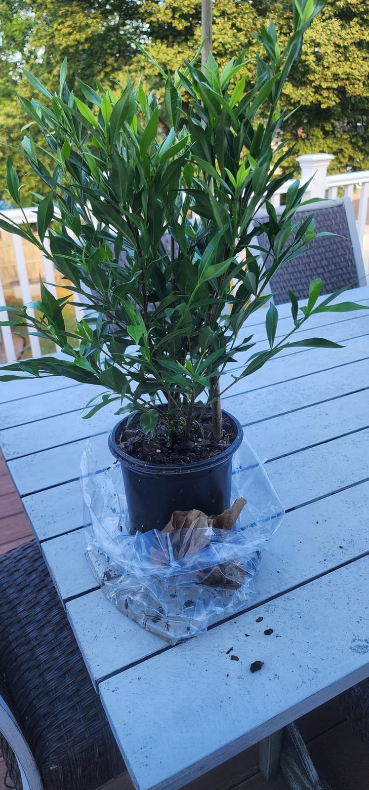 Perfect Plants Frostproof Gardenia Live Plant, 1 Gallon Pot customer photo 1