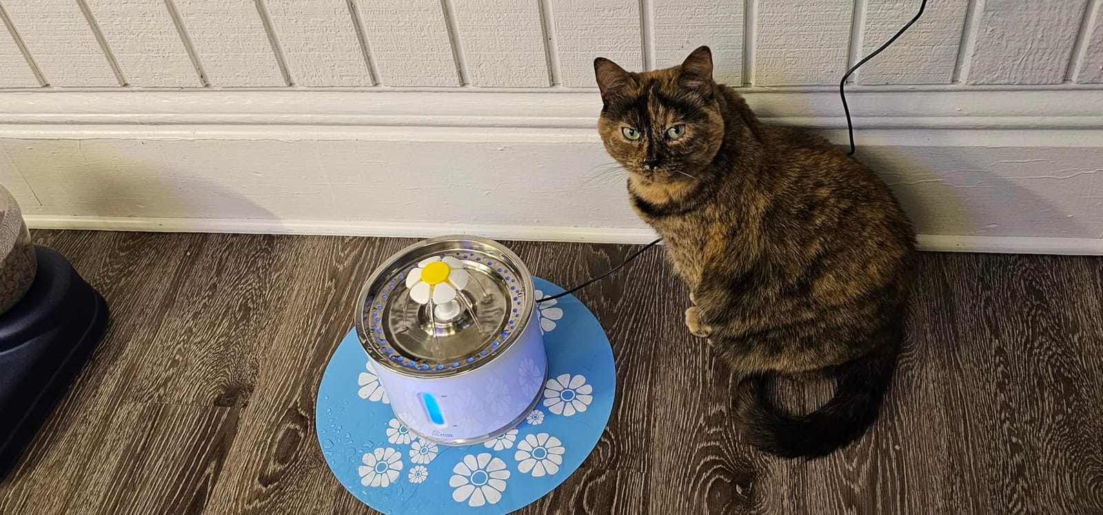 Wonder Creature Cat Water Fountain Stainless Steel Lid 81oz/2.4L-3 Filters | Pet Fountain with 3 Carbon Filters, 1 Mat, Quiet pump, LED Water Level Window, BPA-Free Stainless Steel Lid customer photo 2