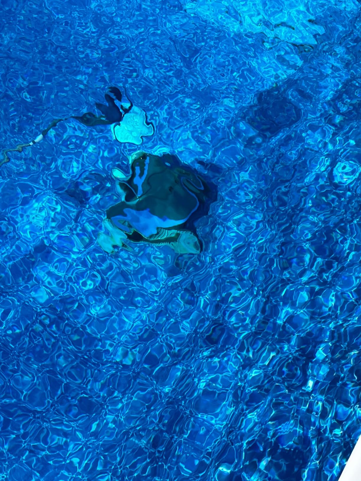 Dolphin Cayman Automatic Robotic Pool Cleaner (2026 Model) — Programmable Weekly Timer, Wall Climbing, Massive Top-Load Filter Bin, HyperBrush — for In-Ground & Above Ground Swimming Pools up to 33FT customer photo 1