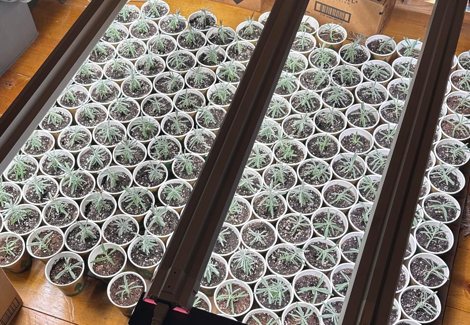 FREELICHT 1Pack 4FT Grow Light for Indoor Plants, 60W=350W, Full Spectrum customer photo 1