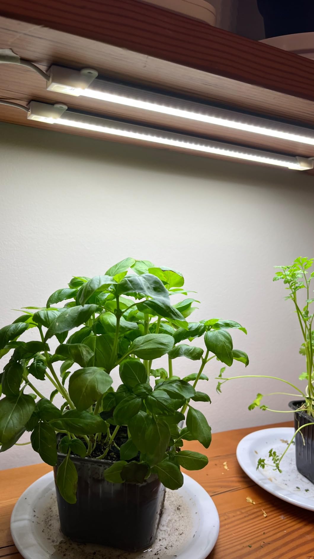 LED Plant Grow Light Strip Full Spectrum for Indoor Plant with Timer customer photo 1