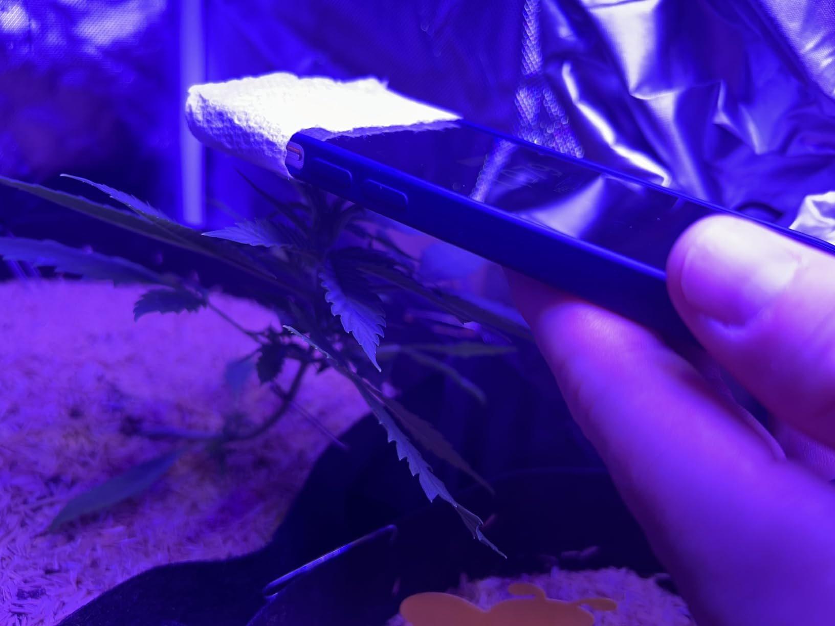 Beelux 1000w LED Grow Light for Indoor Plants Full Spectrum, Upgrade Dual Chips and Dual Switch Plant Grow Lights for Seed Starting Veg and Flower Greenhouse (Actual Power 100W=1000W HPS) customer photo 1