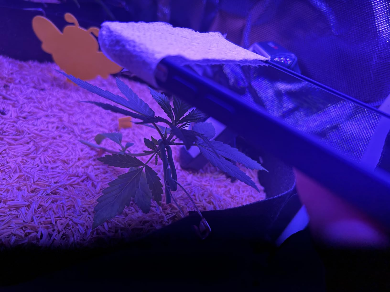 Beelux 1000w LED Grow Light for Indoor Plants Full Spectrum, Upgrade Dual Chips and Dual Switch Plant Grow Lights for Seed Starting Veg and Flower Greenhouse (Actual Power 100W=1000W HPS) customer photo 2