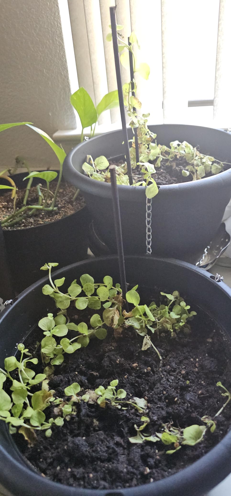 Creeping Jenny (Lysimachia nummularia) (2 Pack) - Live Trailing Ground Cover Perennial customer photo 1
