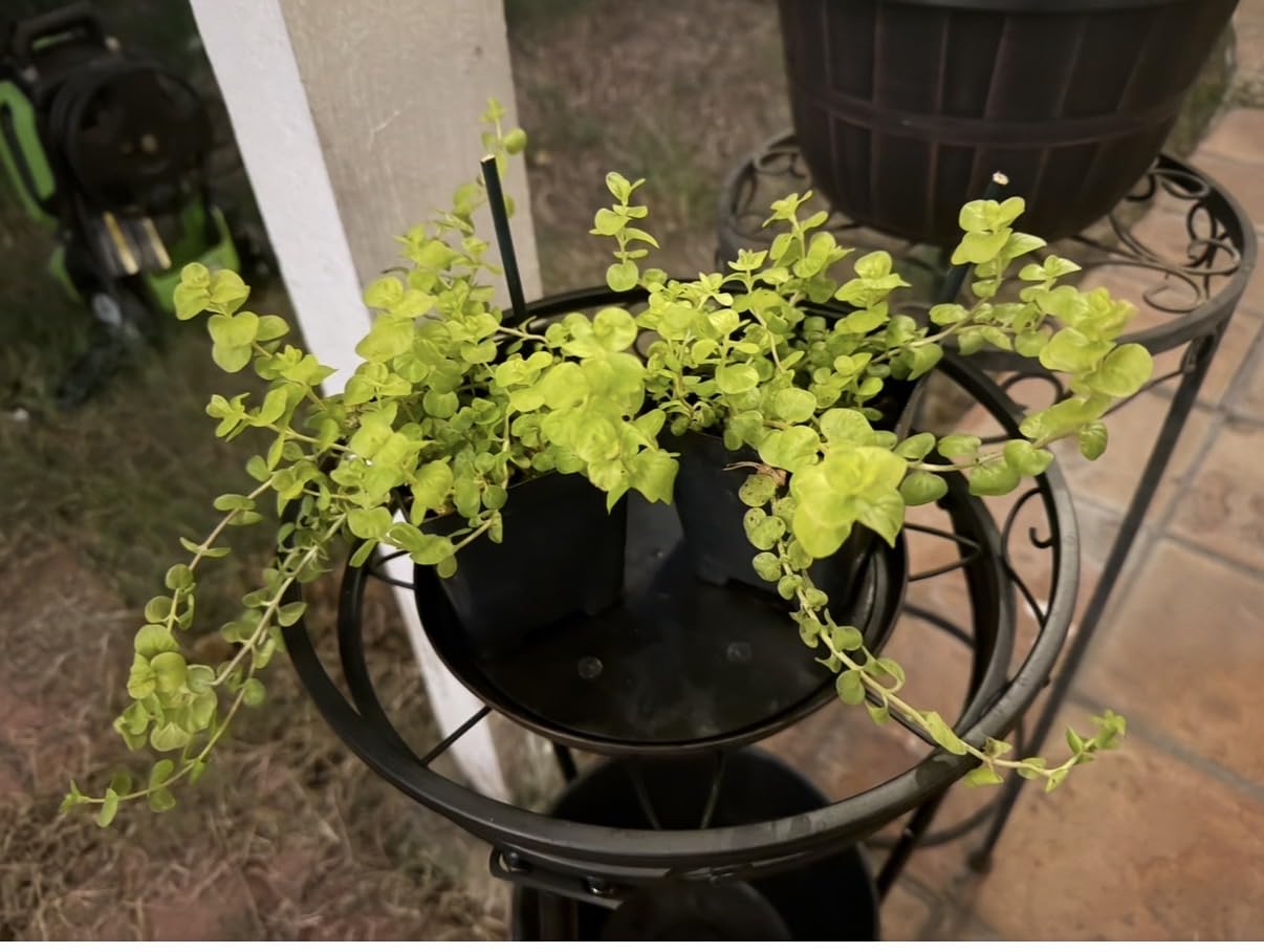 Creeping Jenny (Lysimachia nummularia) (2 Pack) - Live Trailing Ground Cover Perennial customer photo 2