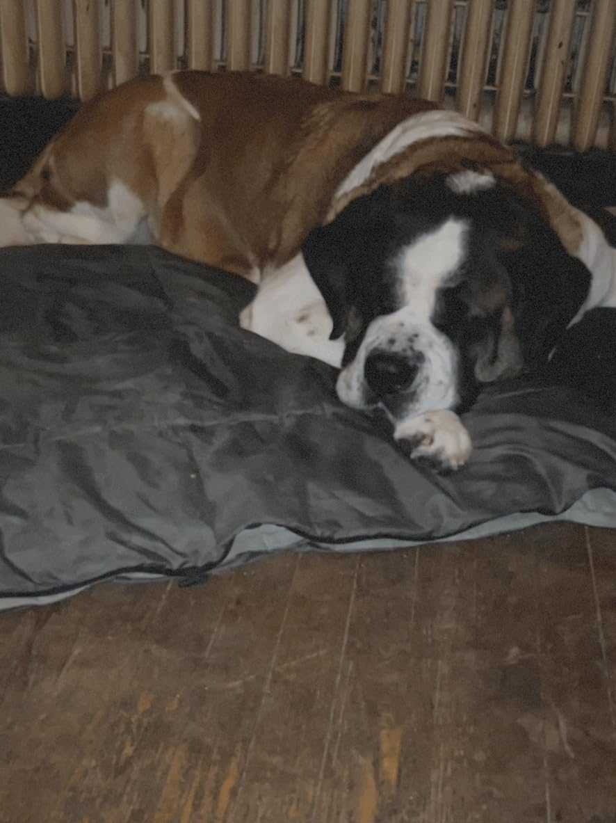 INTEX Dura-Beam Standard Pillow Rest Air Mattress: Fiber-Tech customer photo 1