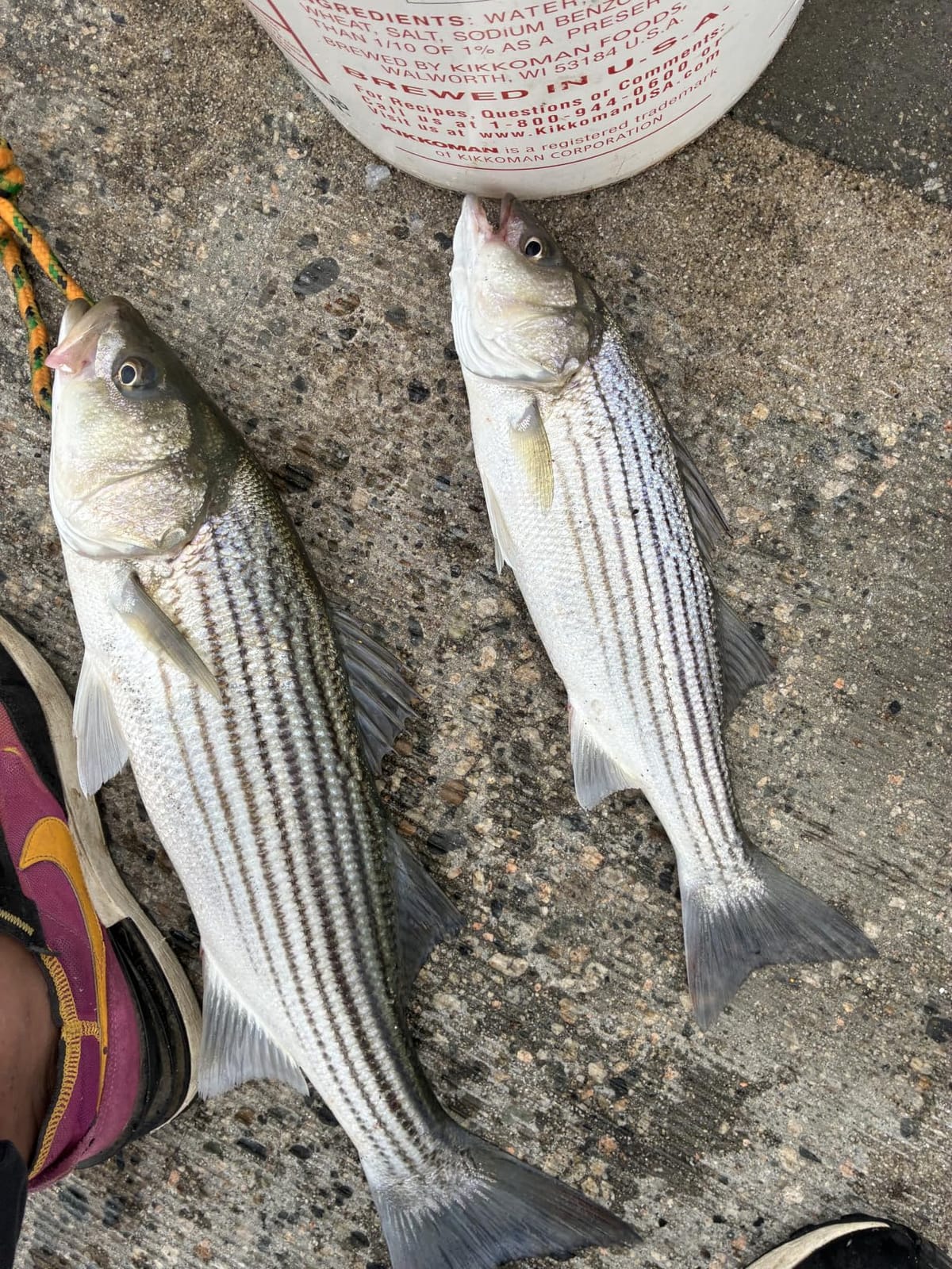 BERRYPRO Light Surf Spinning Rod Striper Fishing Rod Striped Bass surf Rod customer photo 2