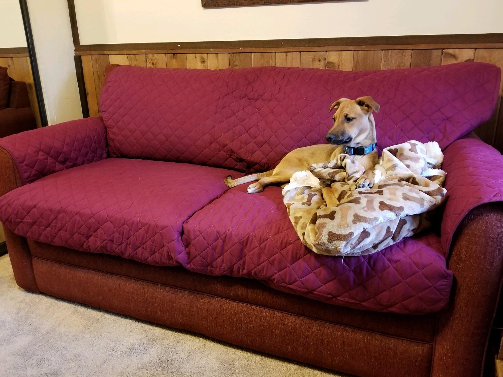 Sofa Shield Couch Sofa Slip Cover for Dogs with Strap, Latte Linen | Reversible Furniture Protector, Stain and Tear Resistant Cushion Cover, Machine Washable Slipcover for Pets, Cats 70 inch customer photo 2