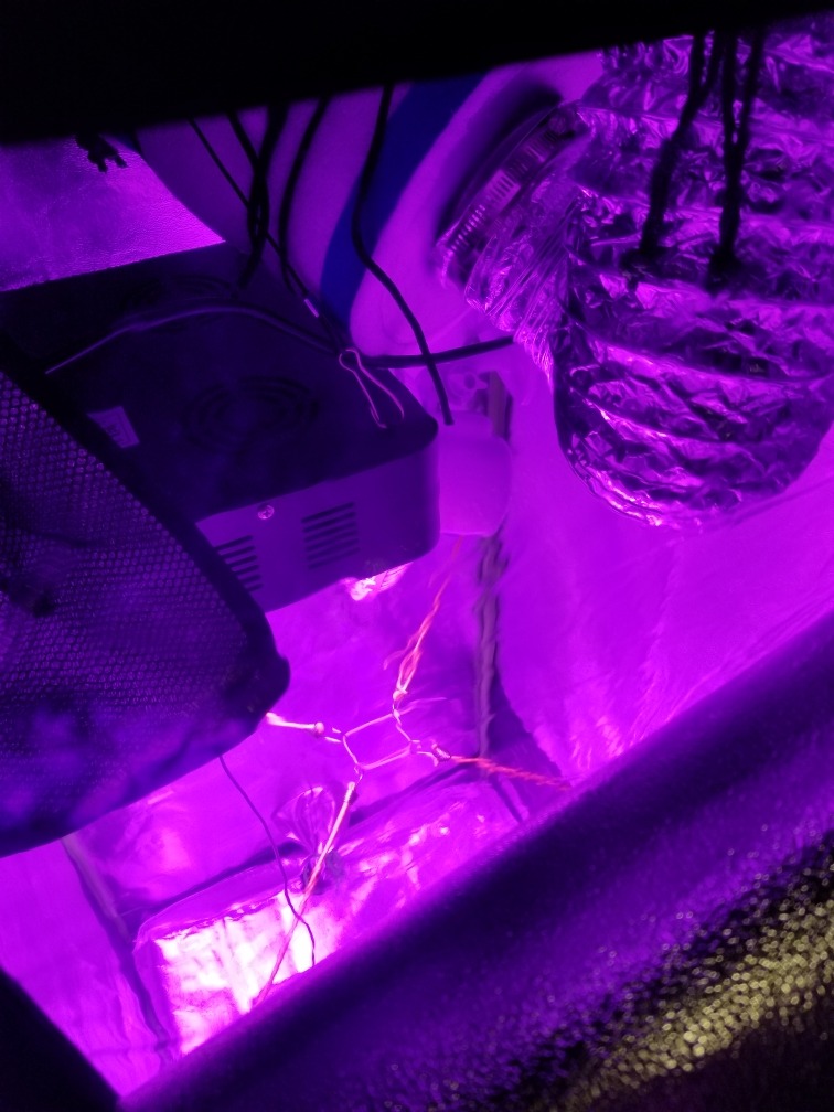The Bud Grower - Indoor Home Grow Kit - Complete with Tent, 600 Watt LED (Dual 300-Watt) Grow Light, Heat & Humidity Monitor, and CFM Inline Exhausting Fan, & Premium Potting Soil - 24
