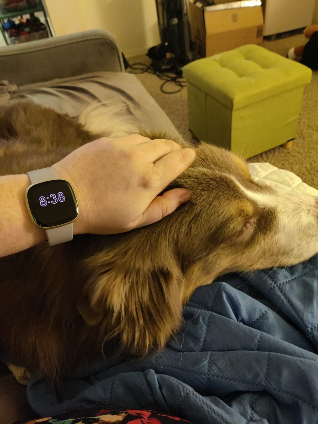 Fitbit Versa 3 Health & Fitness Smartwatch with GPS, 24/7 Heart Rate, Alexa Built-in, 6+ Days Battery, Midnight Blue/Gold, One Size (S & L Bands Included) customer photo 2