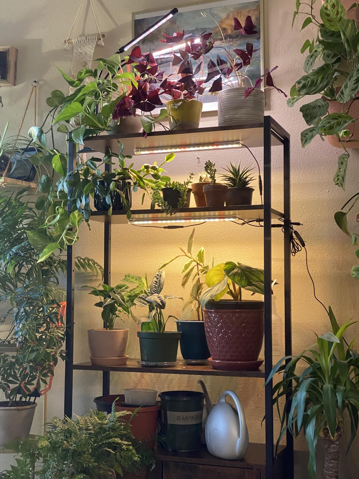 LED Grow Lights Strips for Indoor Plants with Auto ON & Off Timer, T5 Sunlike Full Spectrum Grow Lights Bar Growing Lamps for Greenhouse Shelves Hydroponics Succulent, 4 Dimmable Levels customer photo 2