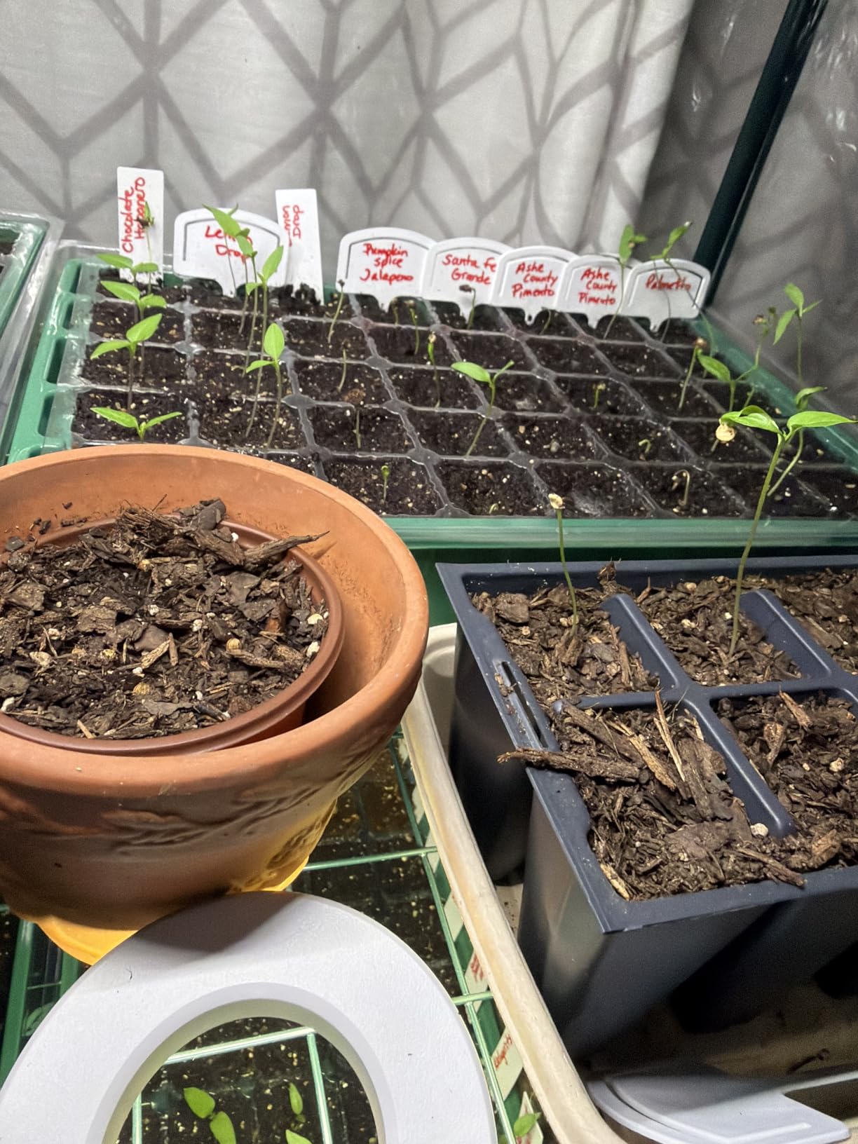 MIXC 5 Pack Seed Starter Tray, 200Cell Mini Propagator Greenhouse Grow Kit customer photo 2