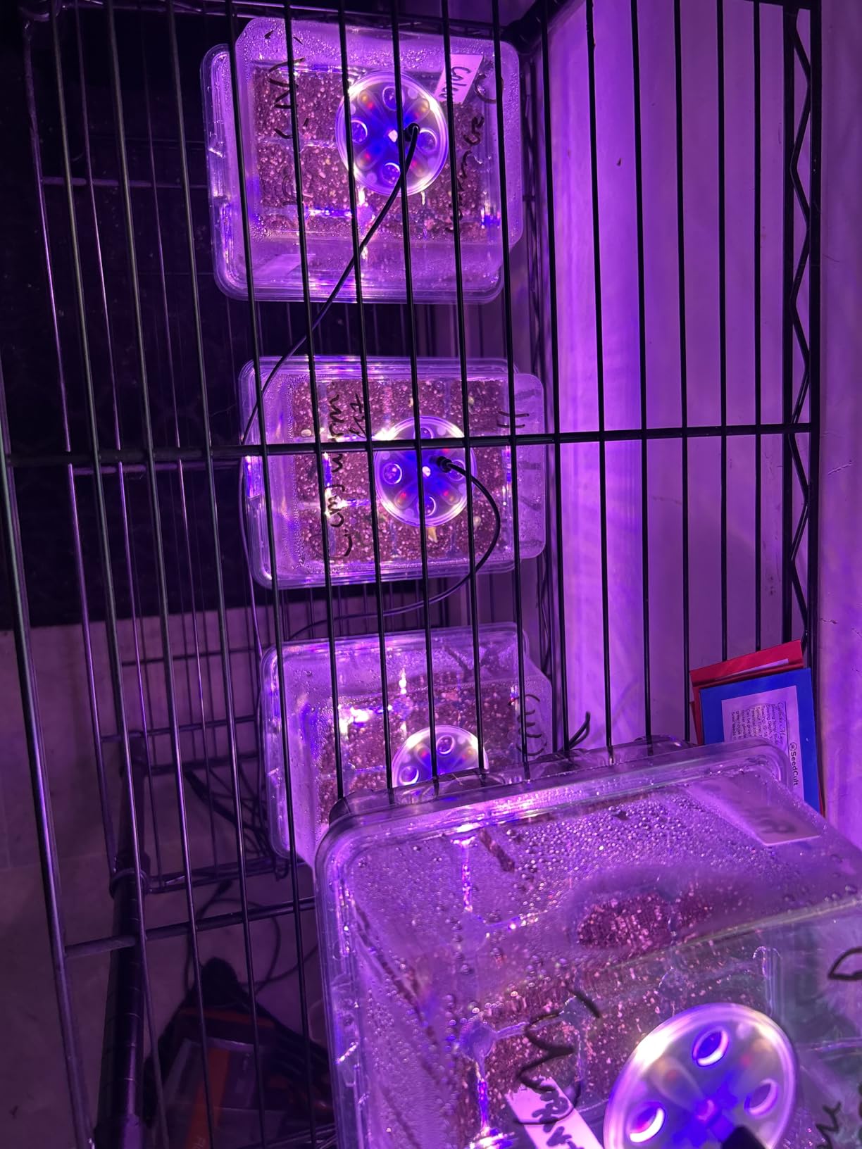 Bonviee Seed Starter Trays with 12-LED Grow Lights, Green, 5 Pack customer photo 1