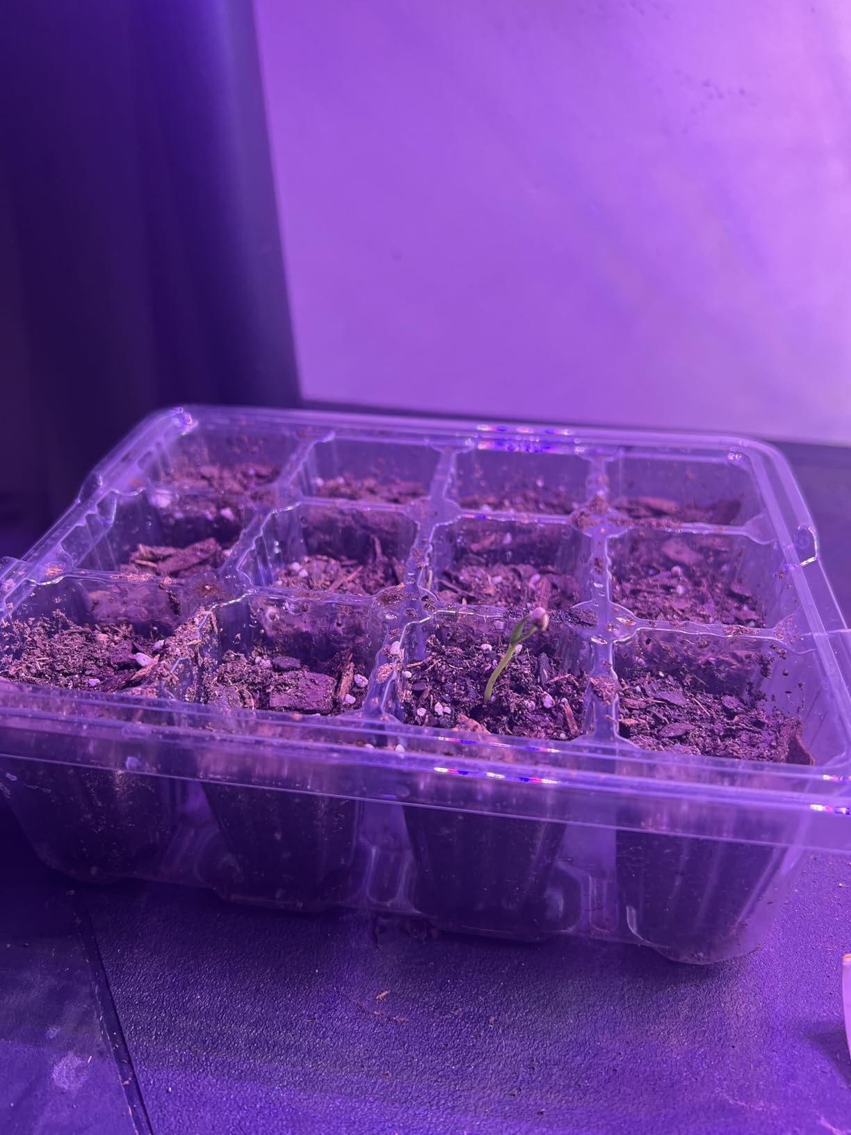 Bonviee Seed Starter Trays with 12-LED Grow Lights, Green, 5 Pack customer photo 2
