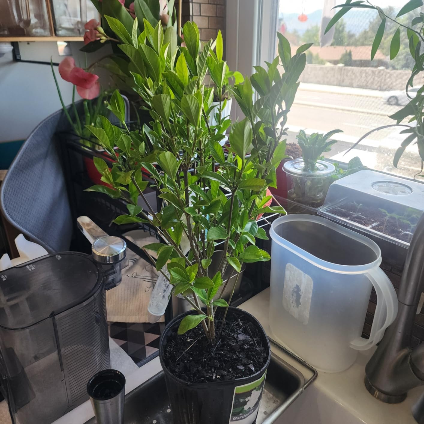 Shrub 2.5 Qt. August Beauty Gardenia customer photo 1