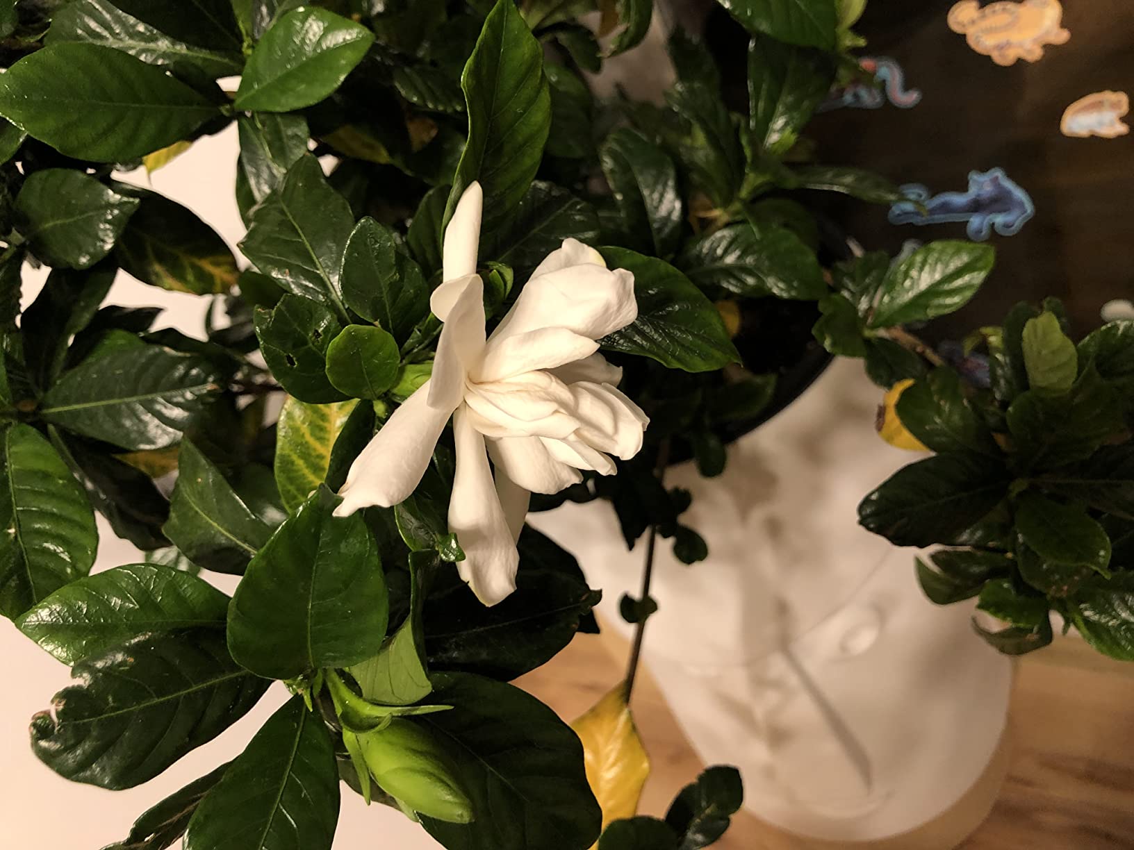 Shrub 2.5 Qt. August Beauty Gardenia customer photo 2