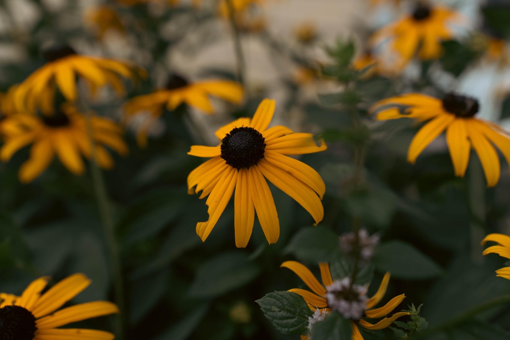 35mm F1.4 DG DN for Sony E Mount customer photo 1