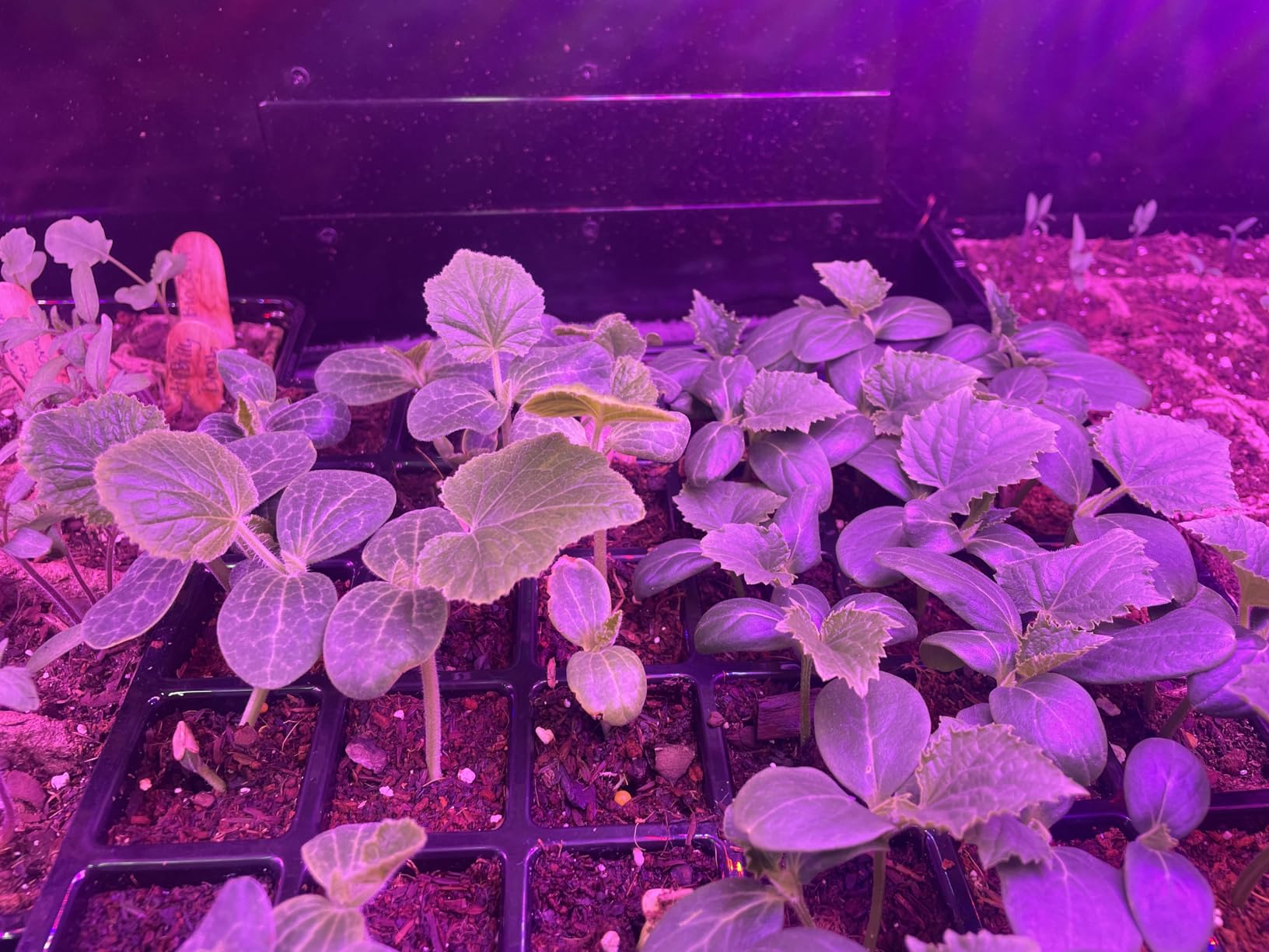 2 Pack LED Grow Light Panel 200W Lamp for Indoor Plants, Sun Like with White Blue Red UV IR LEDs for 4x4ft Coverage Grow Tent Greenhouse Veg and Bloom Seedlings Hydroponics customer photo 1