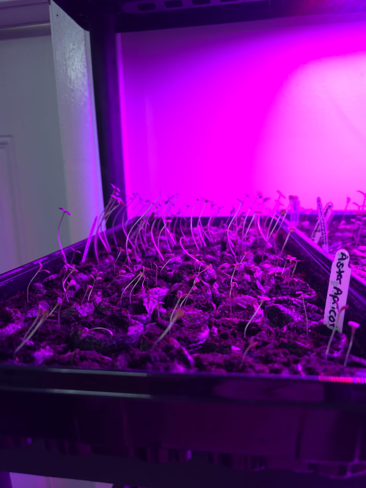 2 Pack LED Grow Light Panel 200W Lamp for Indoor Plants, Sun Like with White Blue Red UV IR LEDs for 4x4ft Coverage Grow Tent Greenhouse Veg and Bloom Seedlings Hydroponics customer photo 2