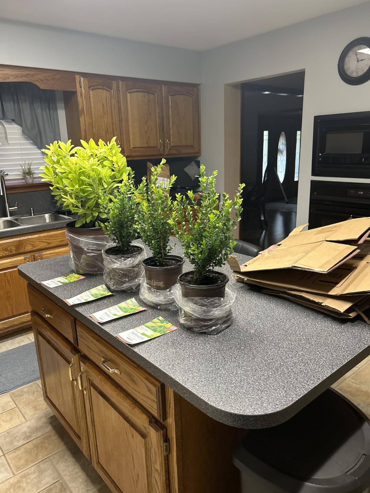 Baby Gem Boxwood (2.5 Quart) Low-Maintenance Evergreen Shrub - Full Sun to Part Shade Live Outdoor Plant customer photo 1