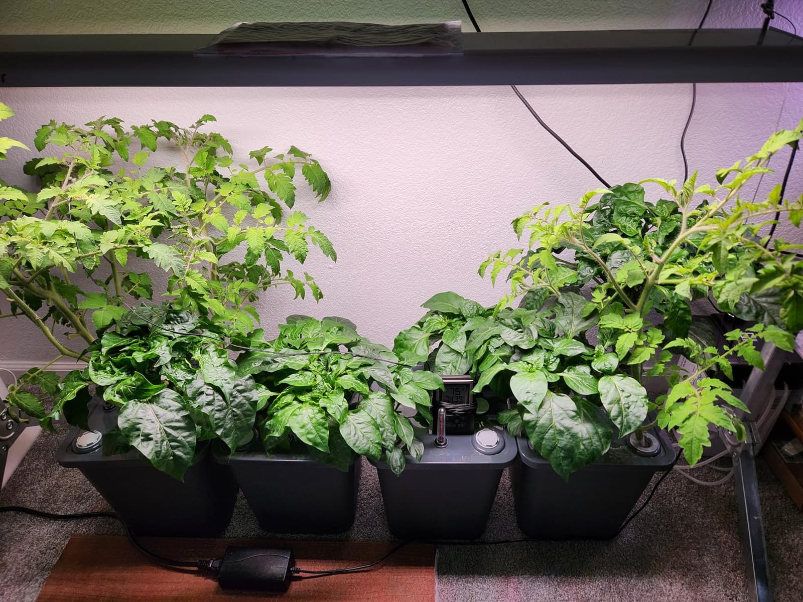 2 Hydroponic Buckets Kit for Plants, Hydroponics Growing System for Herbs/Tomato/Vegetables, DWC System with Air Pump & Germination Tray (Complete Indoor Hydroponic Gardening Supplies) customer photo 2