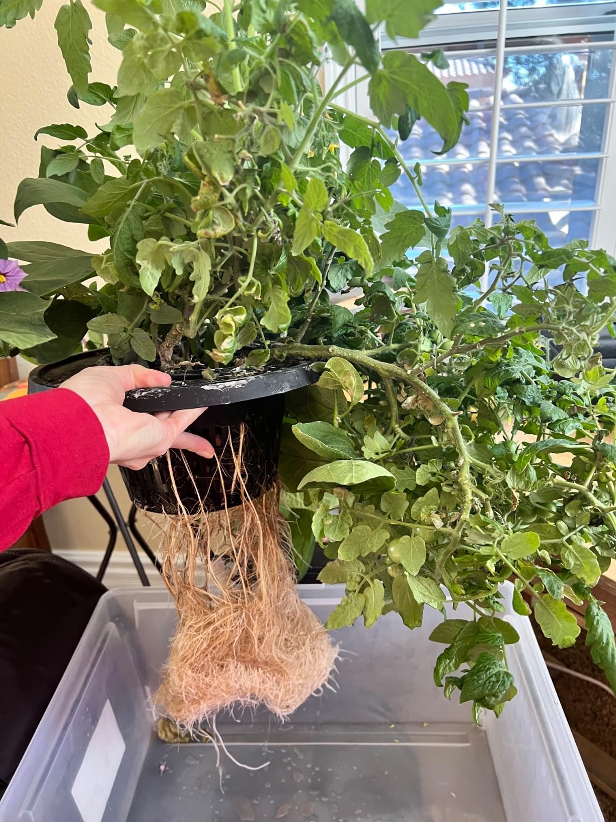 VIVOSUN DWC Hydroponics Grow System with Top Drip Kit 4 Buckets customer photo 2