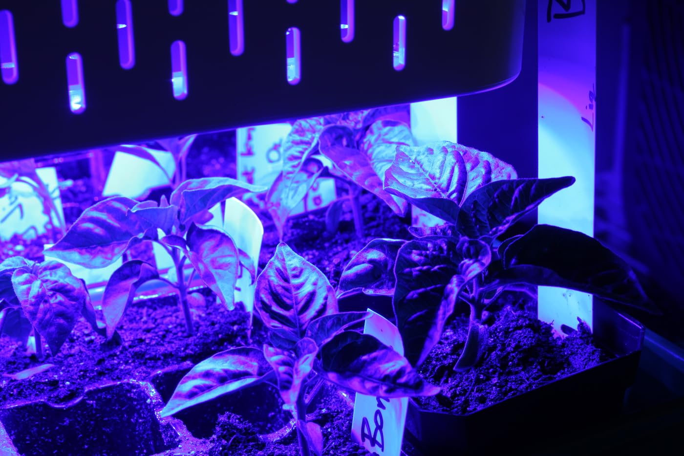 TATU 1000w LED Grow Light for Indoor Plants, Full Spectrum Plant Light customer photo 1
