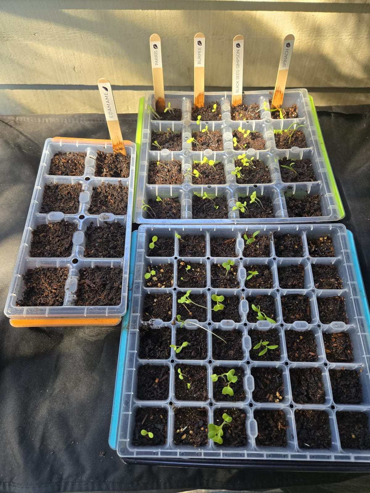 Burpee SuperSeed 36-Cell Reusable Seed Starting Tray for Indoor Seedlings customer photo 1