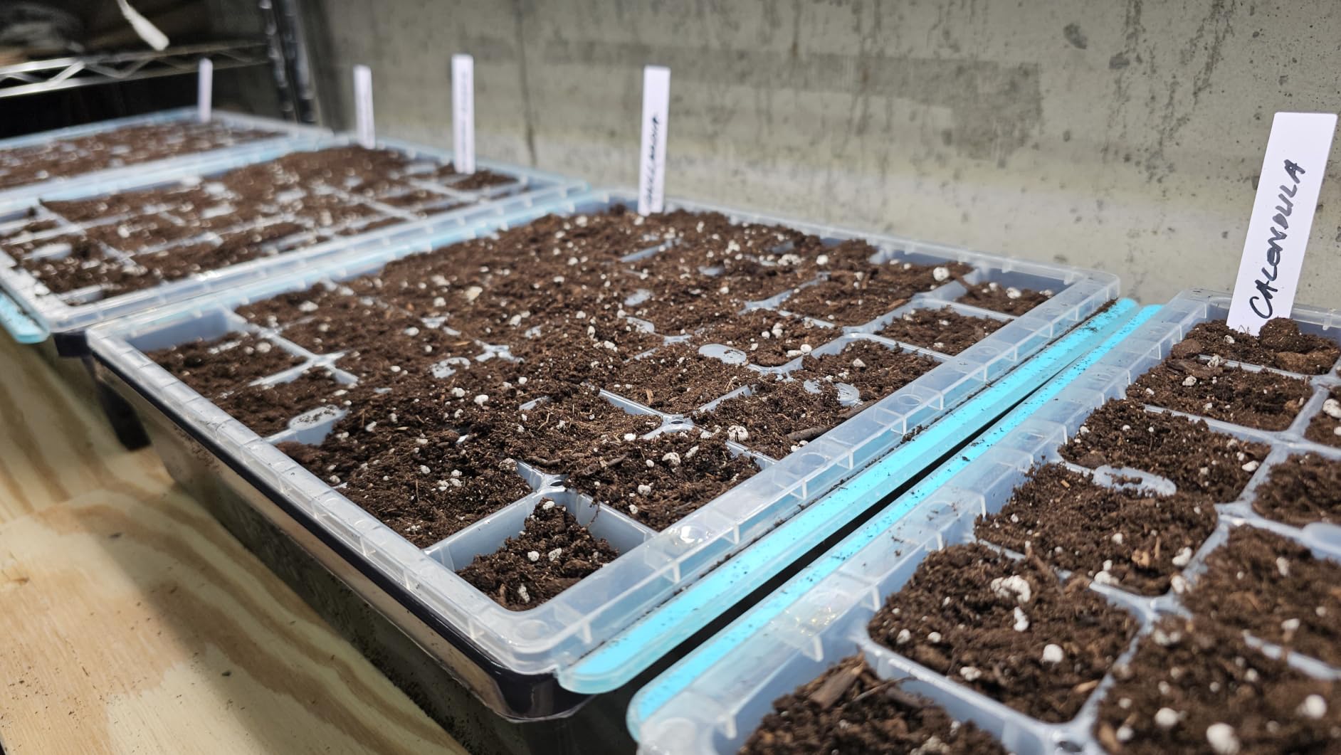 Burpee SuperSeed 36-Cell Reusable Seed Starting Tray for Indoor Seedlings customer photo 2