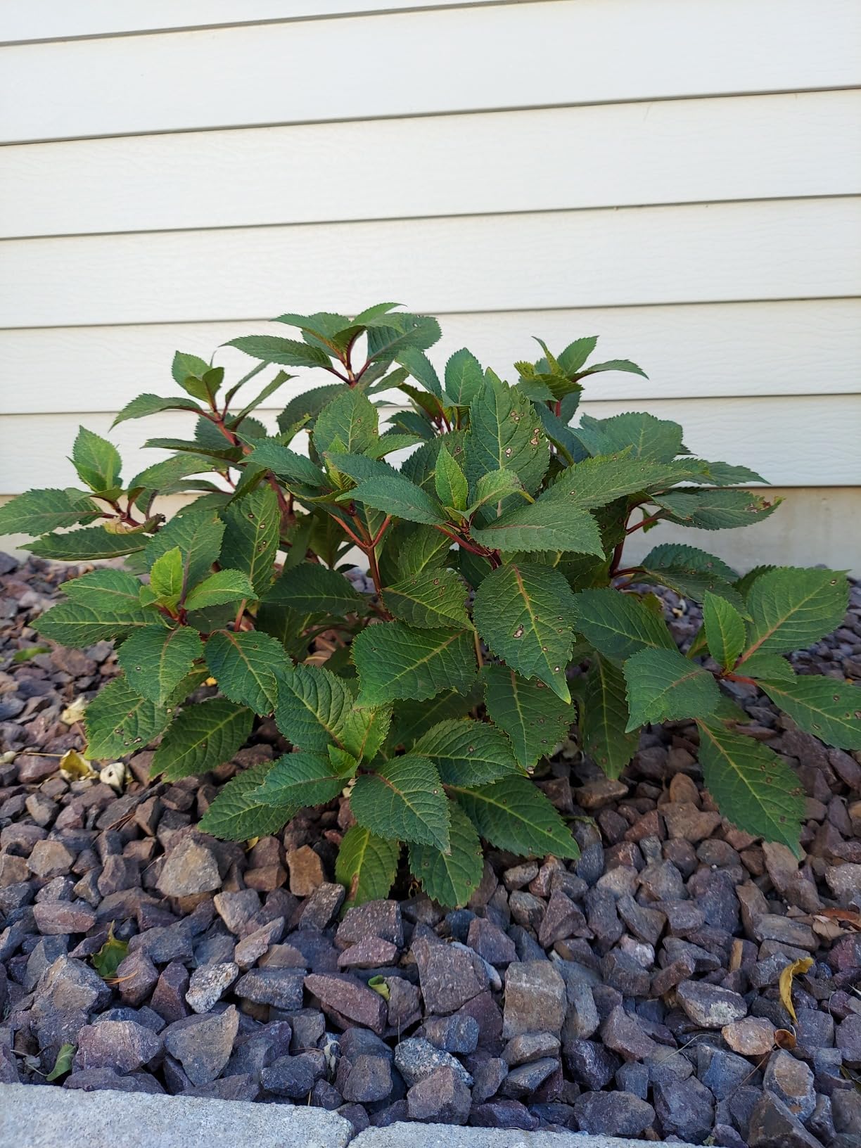 Endless Summer BloomStruck Bigleaf Hydrangea, Live Flowering Shrub 3 Gallon customer photo 1