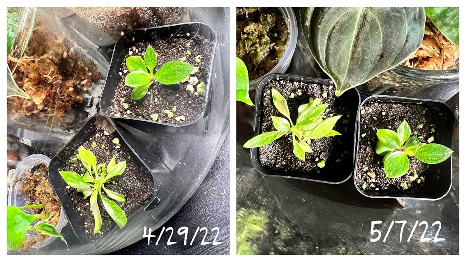 T5 Grow Lights for Seed Starting, 10W x2, Grow Lights for Indoor Plants customer photo 2