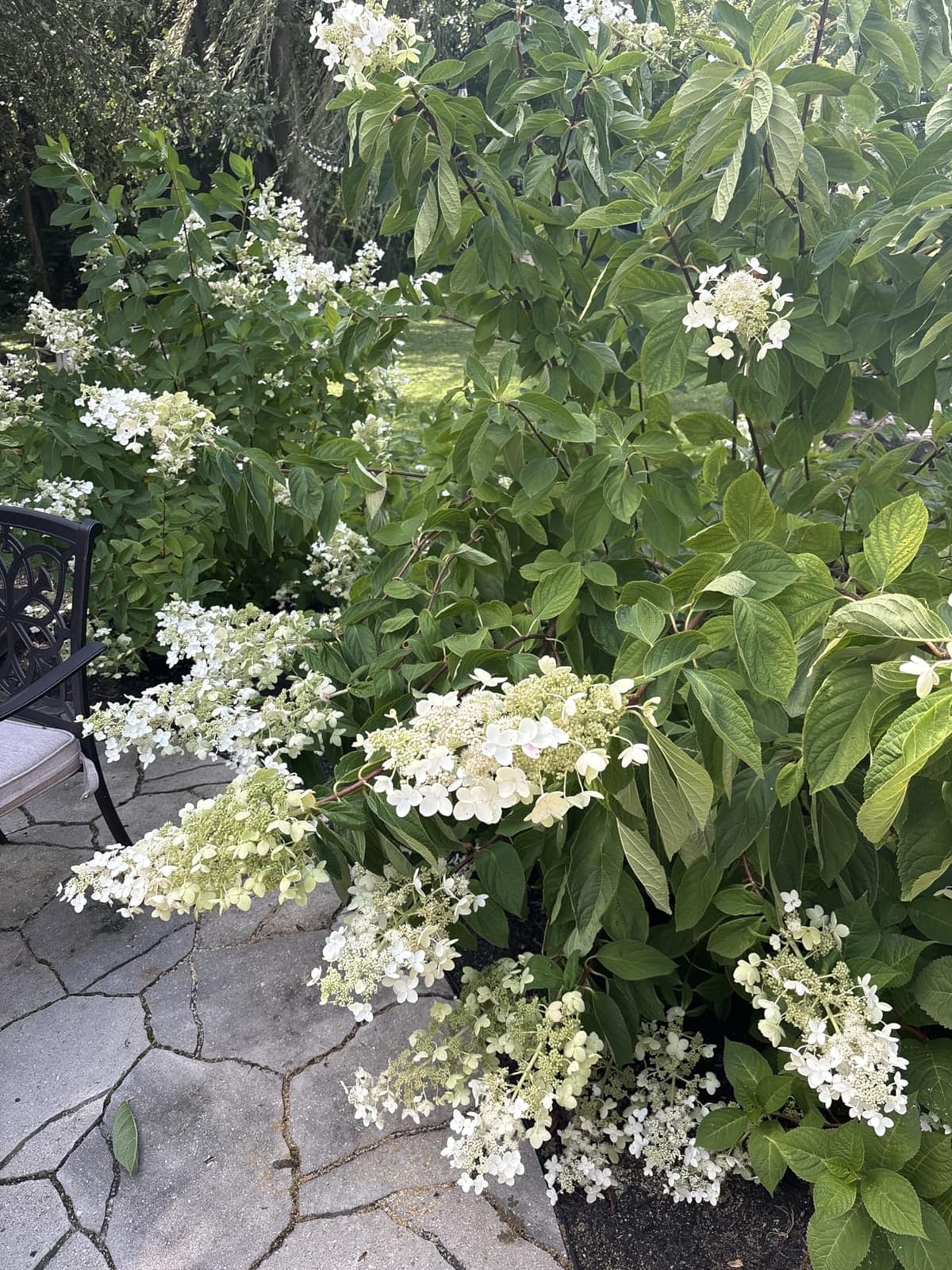 Perfect Plants Limelight Hydrangea, 1 Gallon, Flowering Shrub customer photo 2