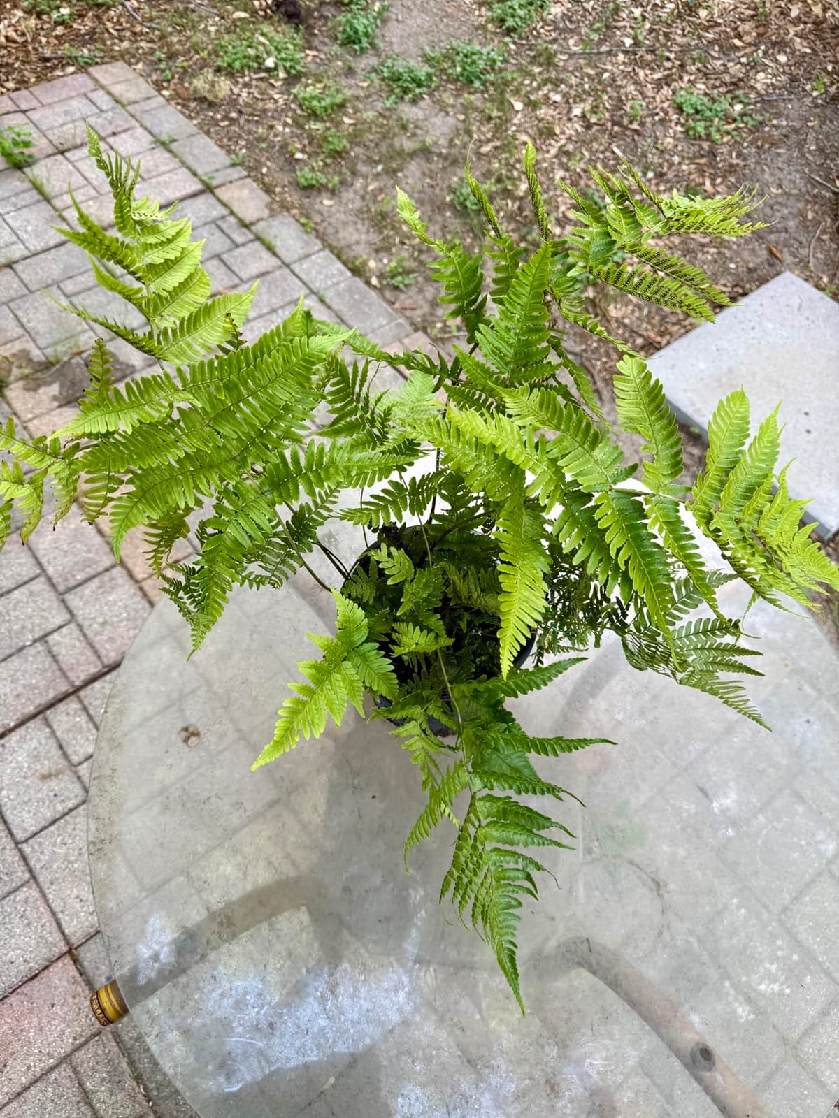 Autumn Fern Plants Live Outdoor Plants, Fern Plant Live Plants Outdoor Live Fern Potting Soil, Landscape Edging Perennial Plants for Shade, Outdoor Plants Live Ferns for Outdoors by Plants for Pets customer photo 1