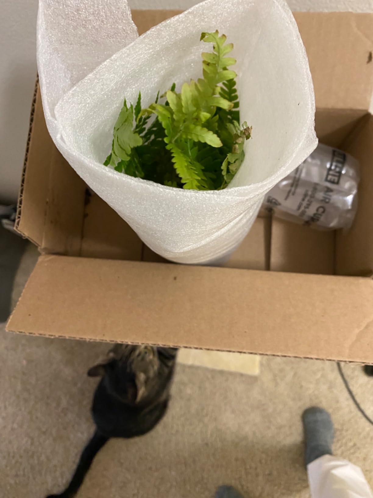 Autumn Fern Plants Live Outdoor Plants, Fern Plant Live Plants Outdoor Live Fern Potting Soil, Landscape Edging Perennial Plants for Shade, Outdoor Plants Live Ferns for Outdoors by Plants for Pets customer photo 2