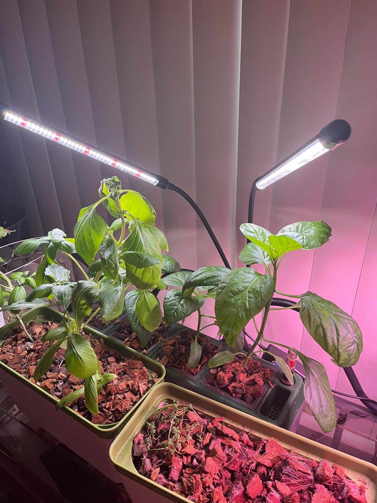 iDOO Smart Hydroponics Growing System with 12 Pods Kit Indoor Herb Garden customer photo 1